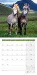Bild von Pferde Kalender 2026 - 30x30