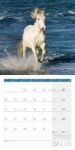 Bild von Pferde Kalender 2026 - 30x30