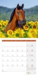 Bild von Pferde Kalender 2026 - 30x30