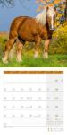 Bild von Pferde Kalender 2026 - 30x30