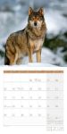 Bild von Wölfe Kalender 2026 - 30x30