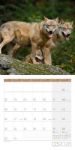 Bild von Wölfe Kalender 2026 - 30x30