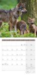 Bild von Wölfe Kalender 2026 - 30x30