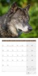 Bild von Wölfe Kalender 2026 - 30x30
