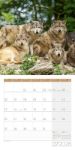 Bild von Wölfe Kalender 2026 - 30x30