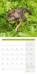 Bild von Wölfe Kalender 2026 - 30x30