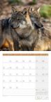 Bild von Wölfe Kalender 2026 - 30x30