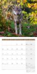 Bild von Wölfe Kalender 2026 - 30x30