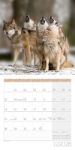 Bild von Wölfe Kalender 2026 - 30x30