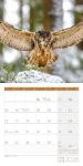 Bild von Eulen Kalender 2026 - 30x30