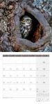 Bild von Eulen Kalender 2026 - 30x30