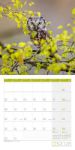 Bild von Eulen Kalender 2026 - 30x30