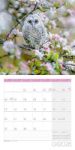 Bild von Eulen Kalender 2026 - 30x30