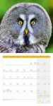 Bild von Eulen Kalender 2026 - 30x30