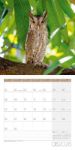 Bild von Eulen Kalender 2026 - 30x30
