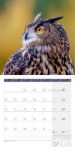 Bild von Eulen Kalender 2026 - 30x30
