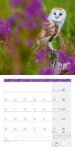 Bild von Eulen Kalender 2026 - 30x30