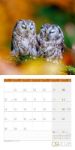 Bild von Eulen Kalender 2026 - 30x30