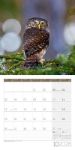 Bild von Eulen Kalender 2026 - 30x30