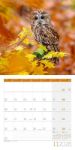 Bild von Eulen Kalender 2026 - 30x30