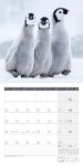 Bild von Pinguine Kalender 2026 - 30x30