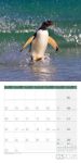 Bild von Pinguine Kalender 2026 - 30x30