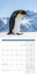 Bild von Pinguine Kalender 2026 - 30x30
