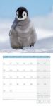 Bild von Pinguine Kalender 2026 - 30x30