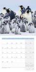 Bild von Pinguine Kalender 2026 - 30x30