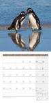 Bild von Pinguine Kalender 2026 - 30x30