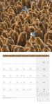 Bild von Pinguine Kalender 2026 - 30x30