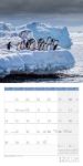 Bild von Pinguine Kalender 2026 - 30x30