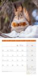 Bild von Heimische Wildtiere Kalender 2026 - 30x30