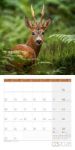 Bild von Heimische Wildtiere Kalender 2026 - 30x30