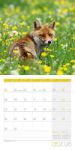 Bild von Heimische Wildtiere Kalender 2026 - 30x30