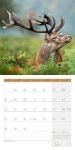Bild von Heimische Wildtiere Kalender 2026 - 30x30