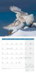 Bild von Heimische Wildtiere Kalender 2026 - 30x30