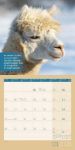 Bild von No Drama, Lama! Kalender 2026 - 30x30