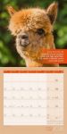 Bild von No Drama, Lama! Kalender 2026 - 30x30