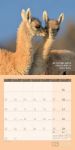 Bild von No Drama, Lama! Kalender 2026 - 30x30