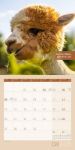 Bild von No Drama, Lama! Kalender 2026 - 30x30