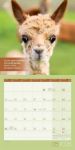 Bild von No Drama, Lama! Kalender 2026 - 30x30