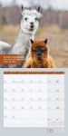 Bild von No Drama, Lama! Kalender 2026 - 30x30