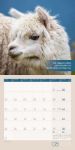 Bild von No Drama, Lama! Kalender 2026 - 30x30