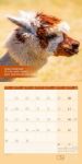 Bild von No Drama, Lama! Kalender 2026 - 30x30