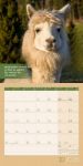 Bild von No Drama, Lama! Kalender 2026 - 30x30