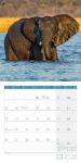 Bild von Elefanten Kalender 2026 - 30x30