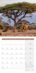 Bild von Elefanten Kalender 2026 - 30x30