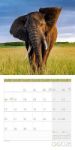 Bild von Elefanten Kalender 2026 - 30x30