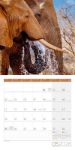 Bild von Elefanten Kalender 2026 - 30x30